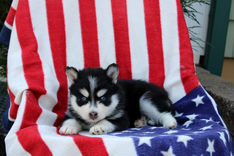 puppy, for, sale, Pomsky, Matthew B. Stoltzfus, dog, breeder, Gap, PA, dog-breeder, puppy-for-sale, forsale, nearby, find, puppyfind, locator, puppylocator, aca